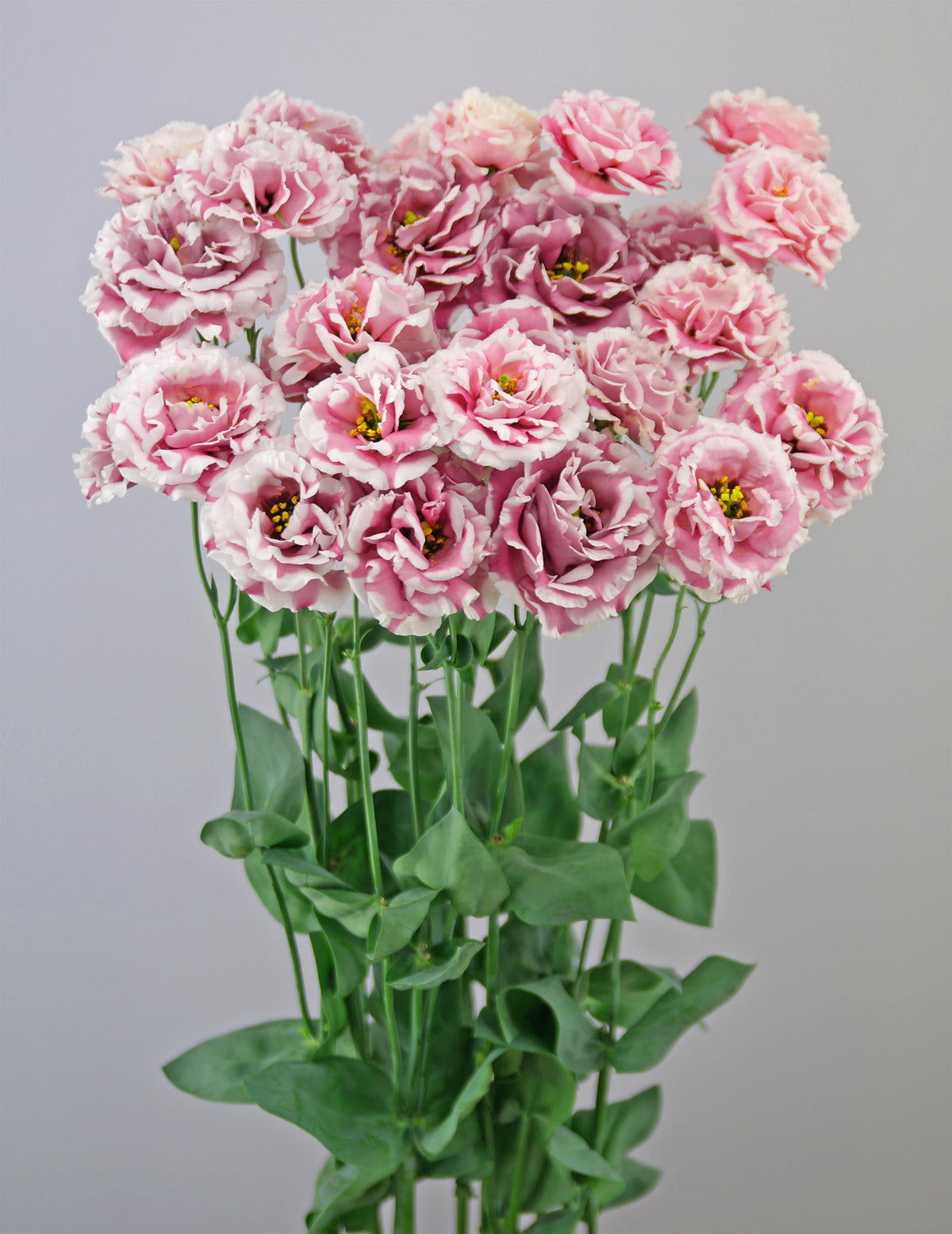 Lisianthus Celeb 2 Turn Red