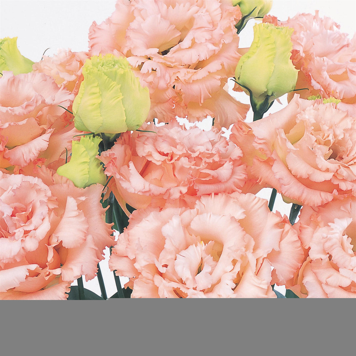 Lisianthus Voyage 2 Light Apricot