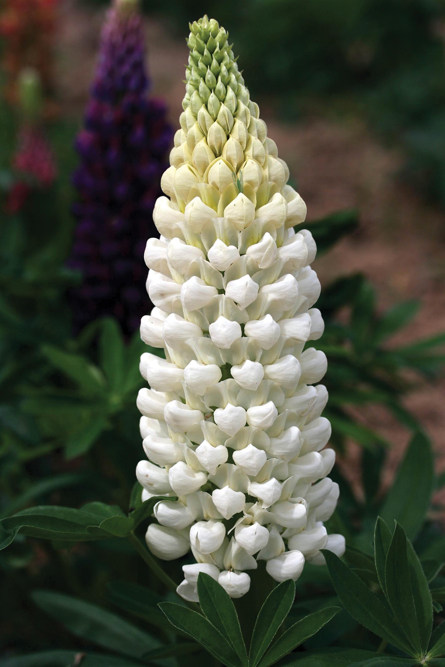 Lupine Westcountry Polar Princess - 1 plant