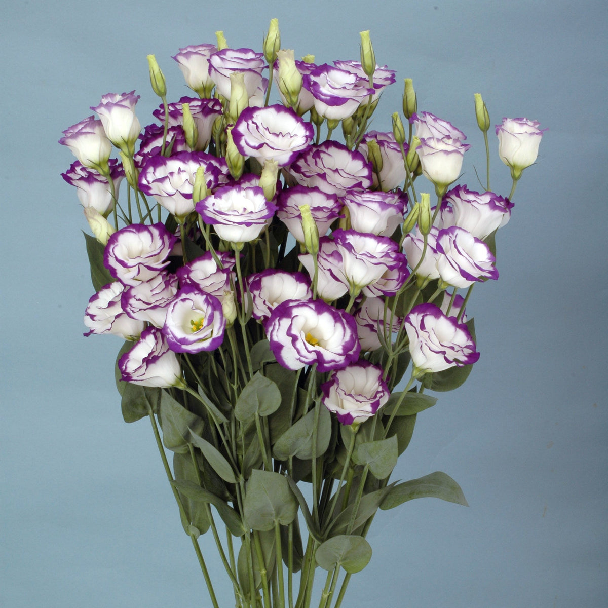 Lisianthus Bolero Blue Picotee