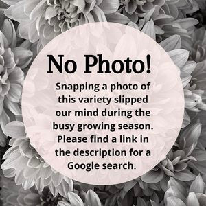 RC- Chrysanthemum 'Pat Lawson' (4 pack)