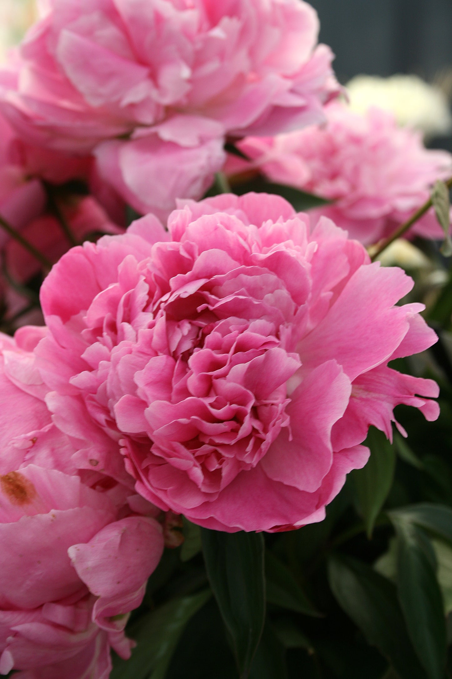 Peony Bare Root - 'Dr. Alexander Fleming'