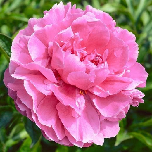 Peony - Dr. Alexander Fleming- 1 Bare Root