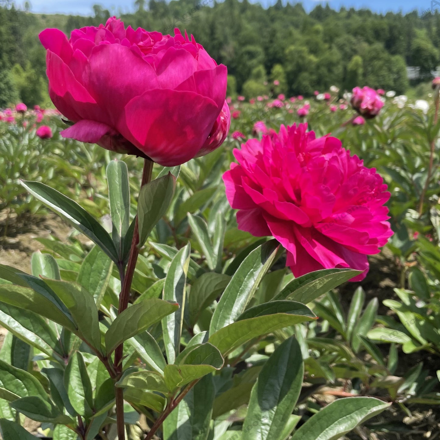 Peony Bare Root - 'Kansas'