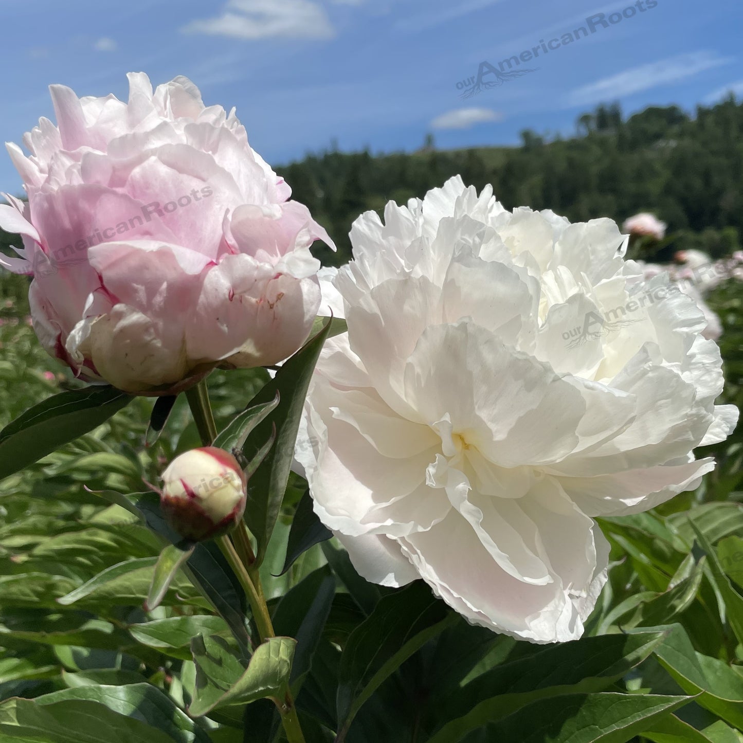 Peony Bare Root - 'Shirley Temple'