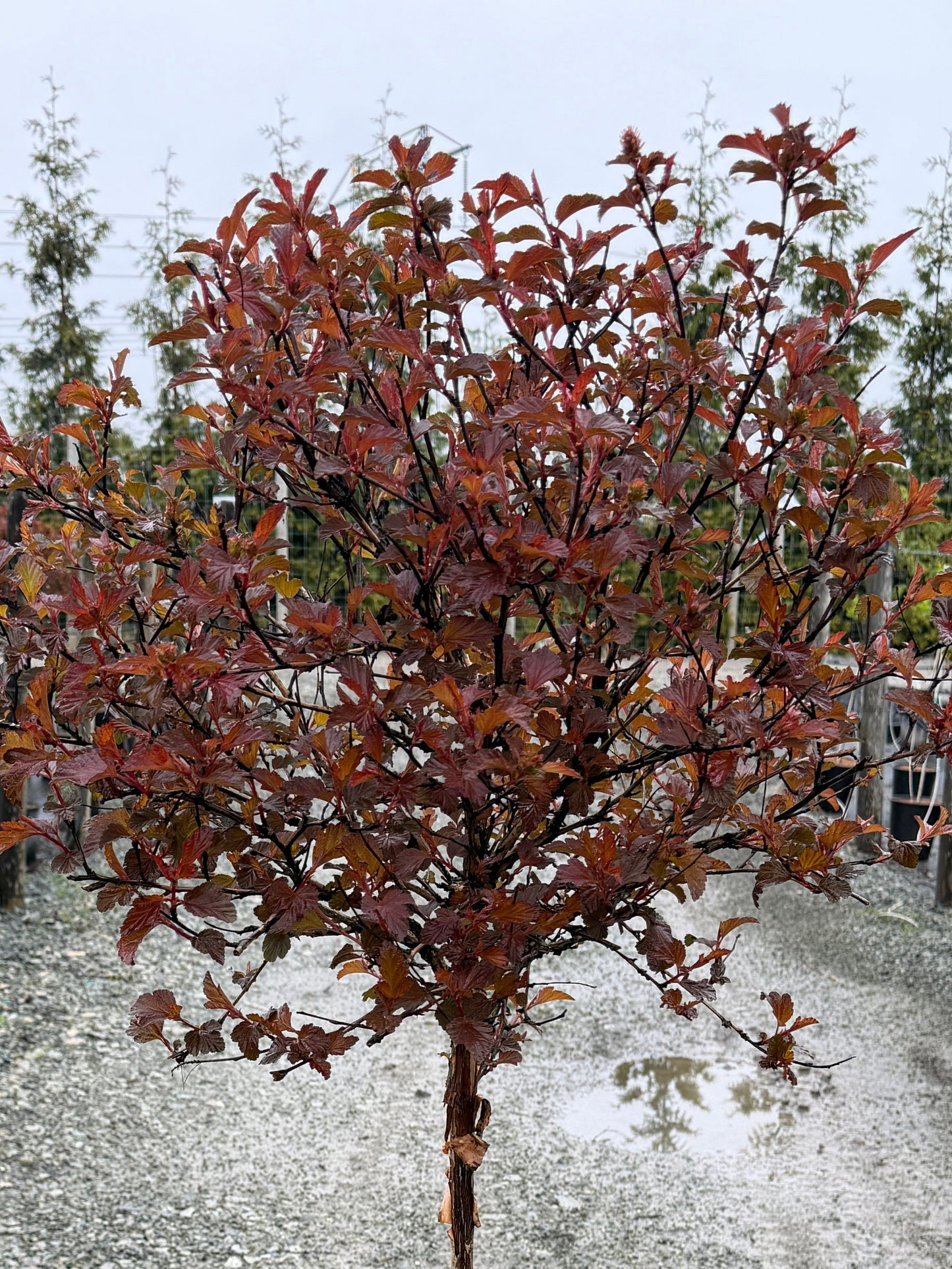 Physocarpus opulifolius 'Diable D'Or'