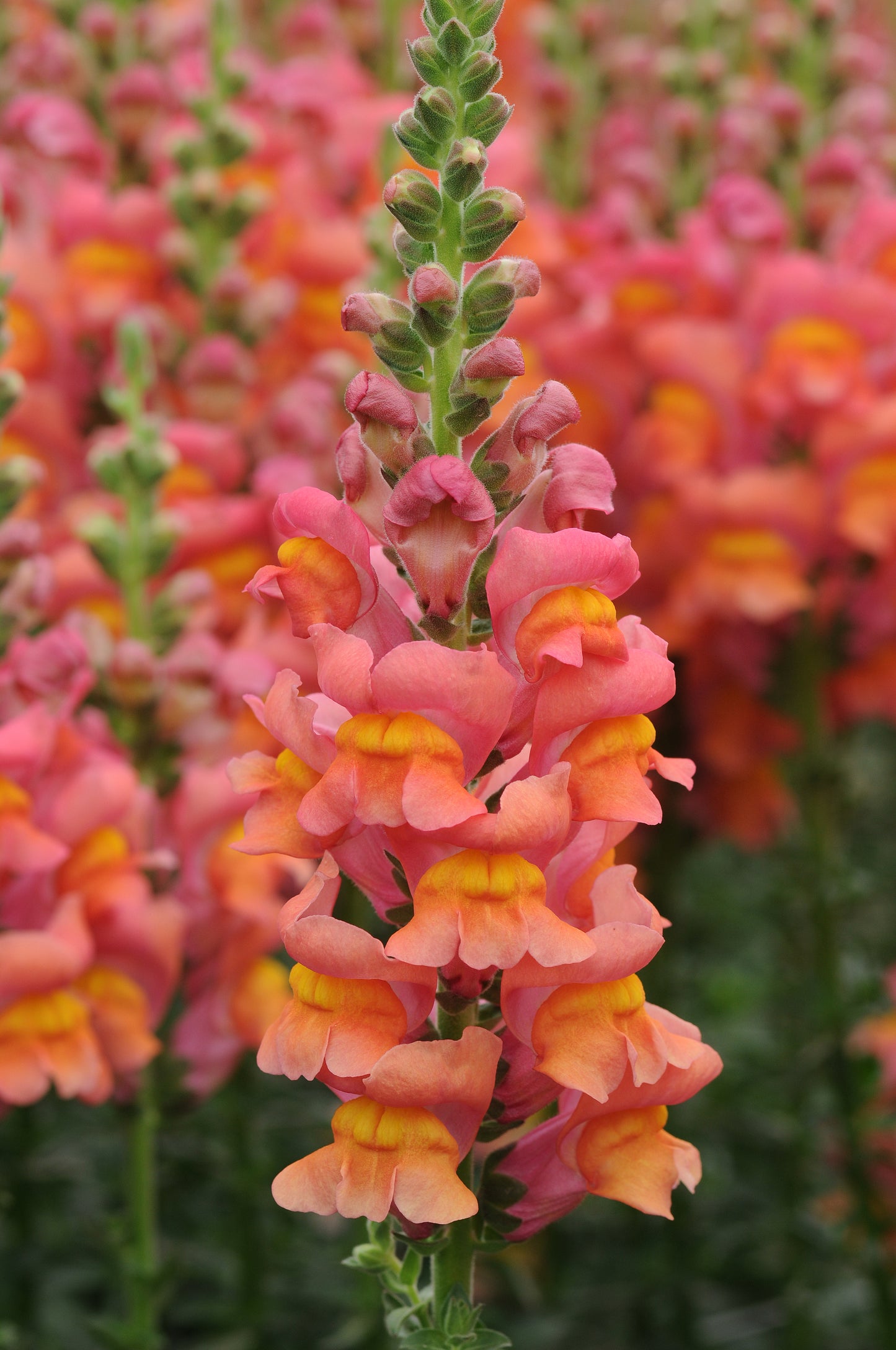 Snapdragon 'Potomac Orange'