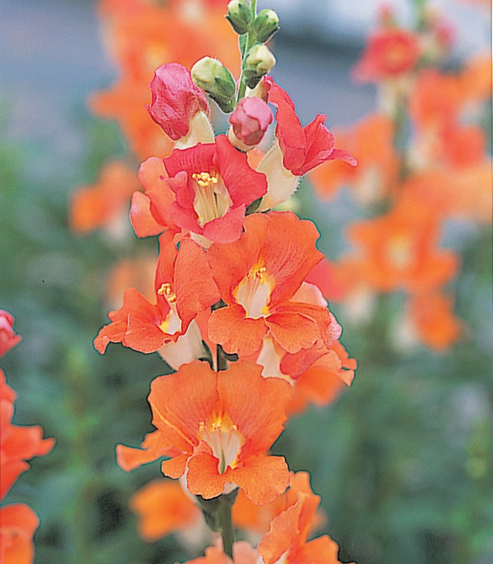 Snapdragon 'Chantilly Bronze'