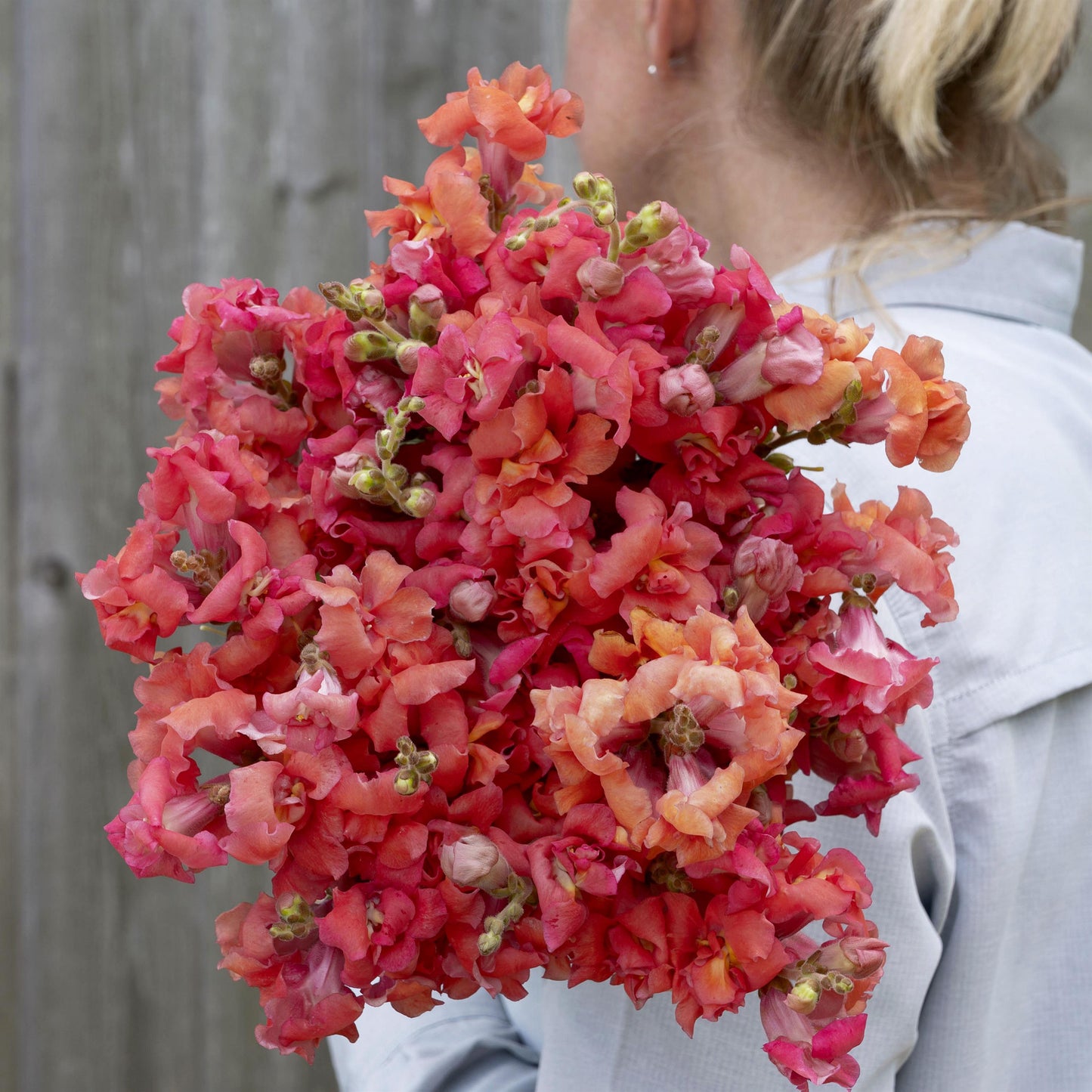 Snapdragon 'Madame Butterfly Bronze Cherry'