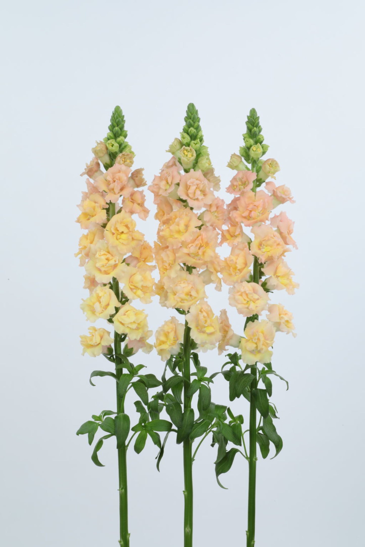 Snapdragon 'Snapstar Champagne'
