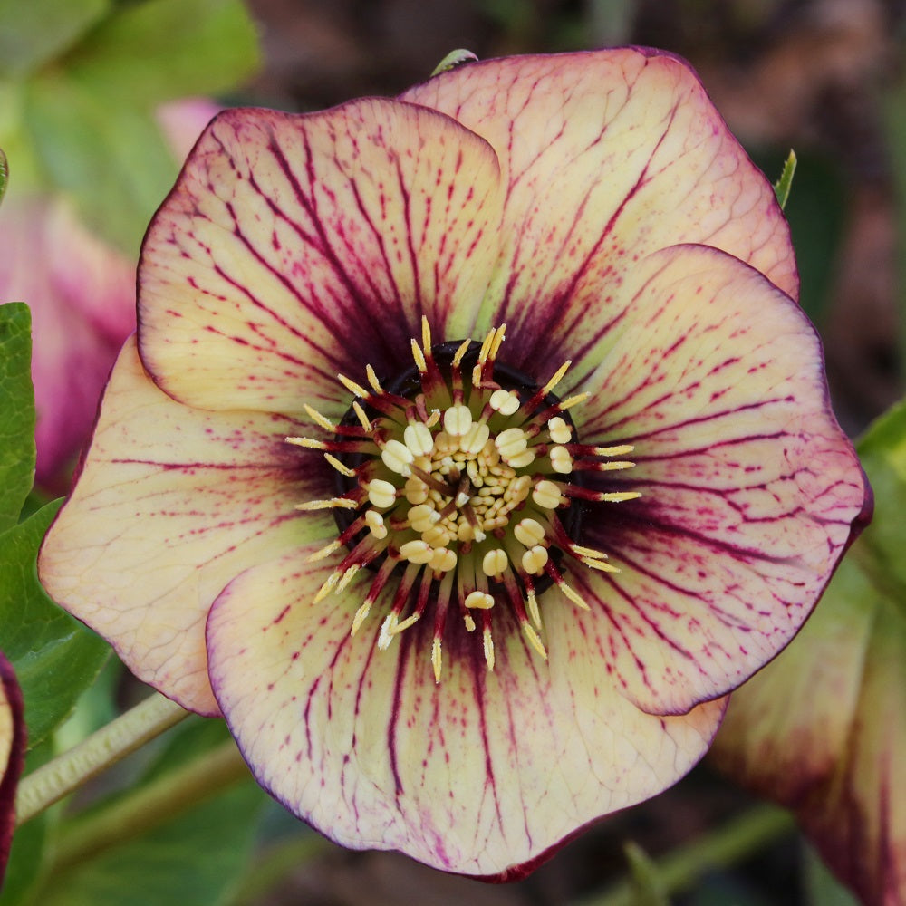Hellebore 'Spring Promise Anja Oudolf'