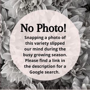 RC- Chrysanthemum 'Vienna Waltz' (4 pack)