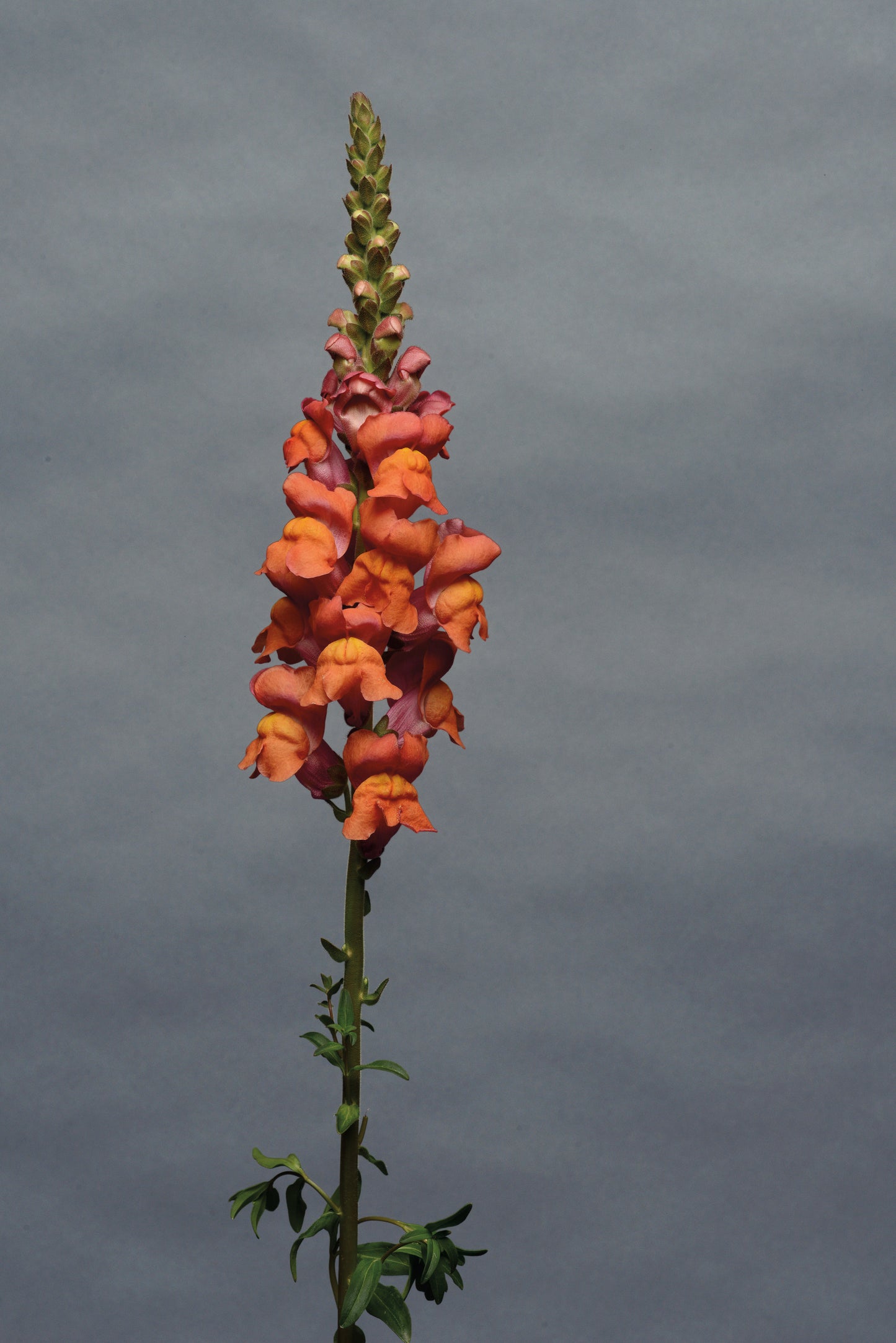 Snapdragon 'Maryland Orange Dark'