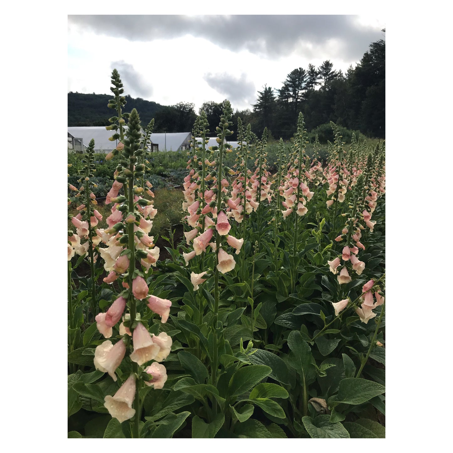 Digitalis 'Dalmation Peach'