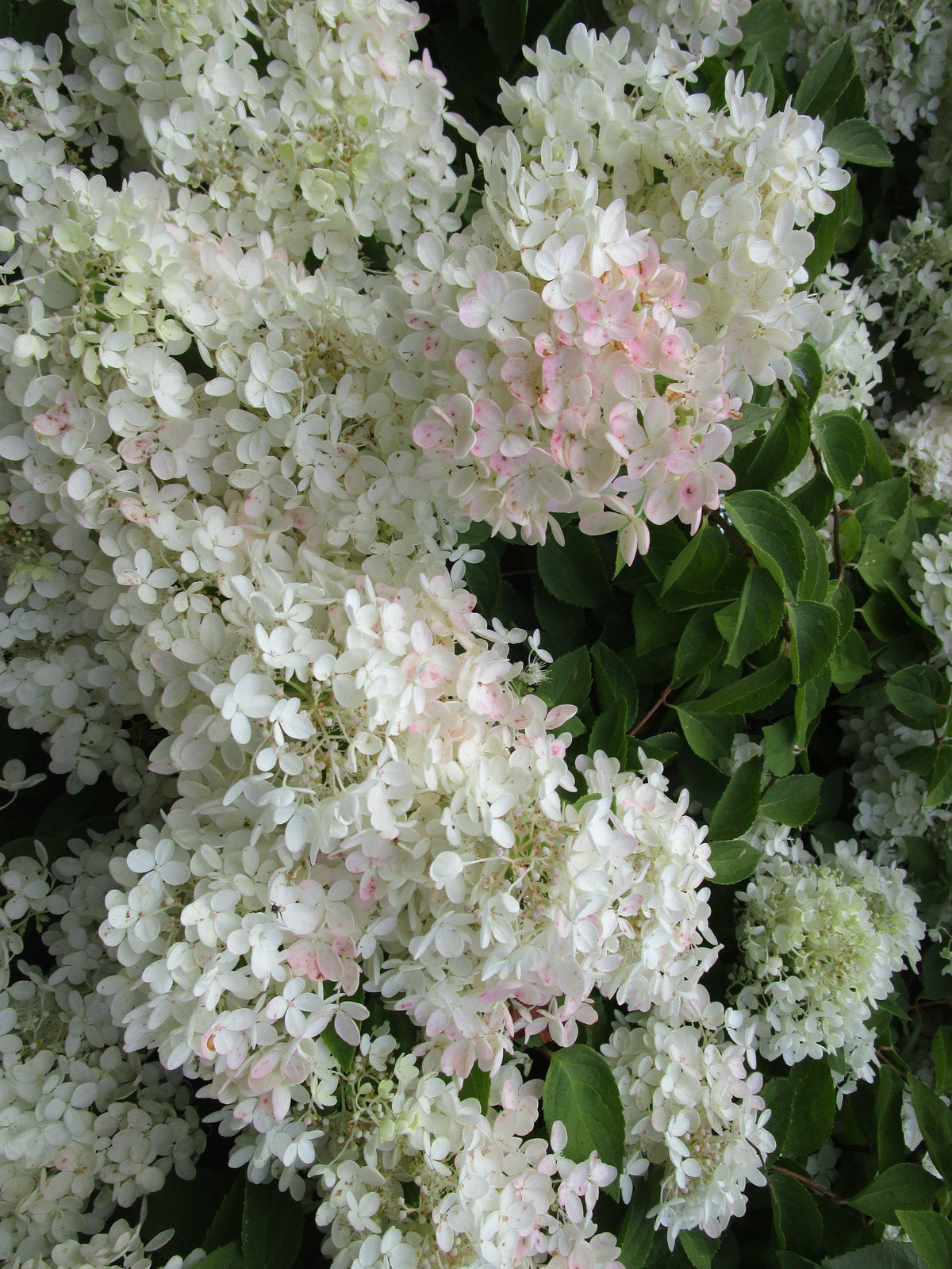 Bare Root - Hydrangea paniculata PeeGee (10ct)