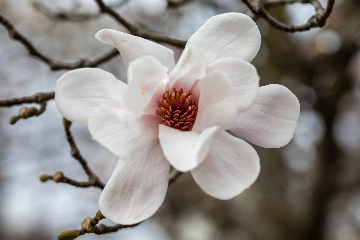 Bare Root - Magnolia loebneri 'Merrill' (10 ct)