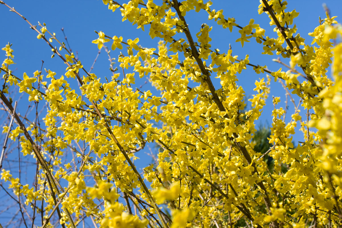 Bare Root - Forsythia 'Lynwood' (10 ct)