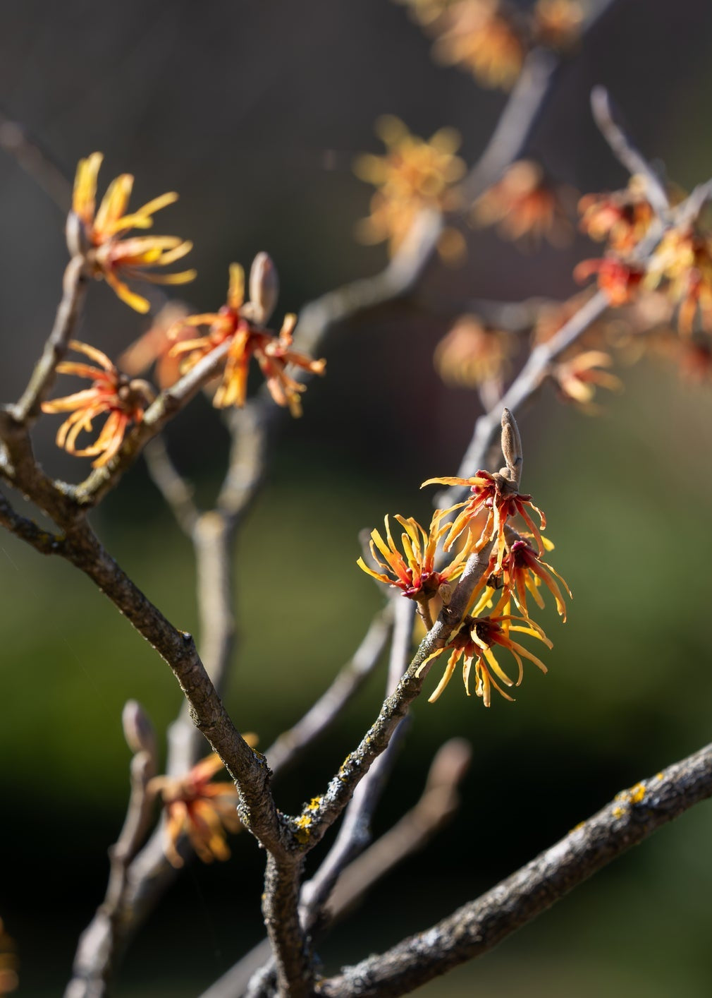 Bare Root - Vernal Witch-Hazel (10ct)