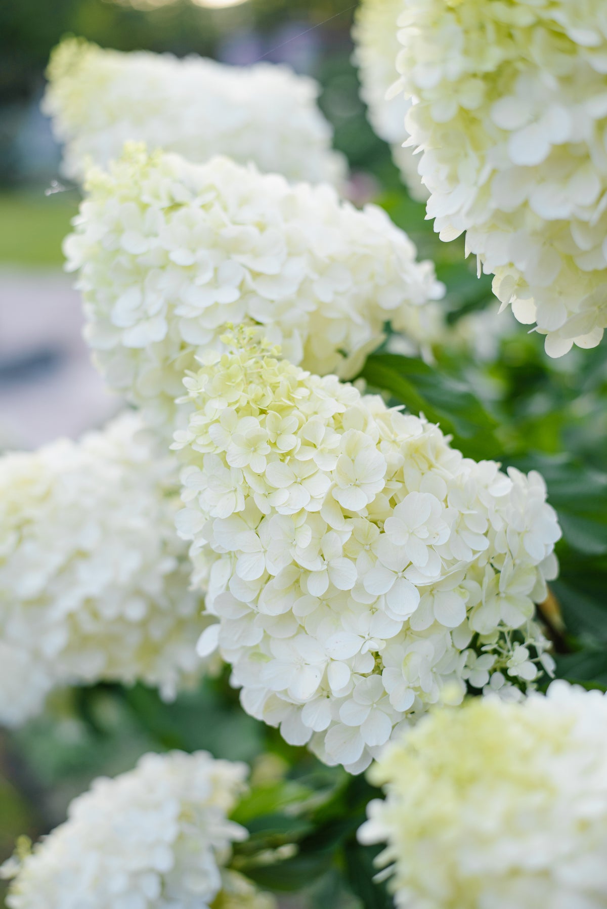 Bare Root - Hydrangea paniculata 'Silver Dollar' (10 ct)