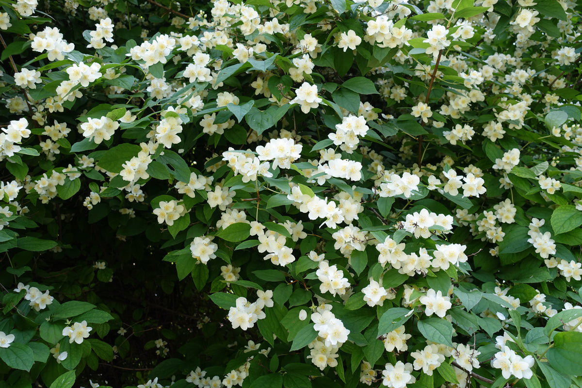 Bare Root - Philadelphus Sweet Mockorange (10 ct)