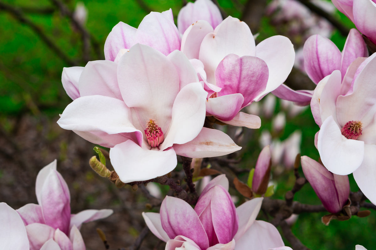 Bare Root - Magnolia x 'Jane' (10 ct)