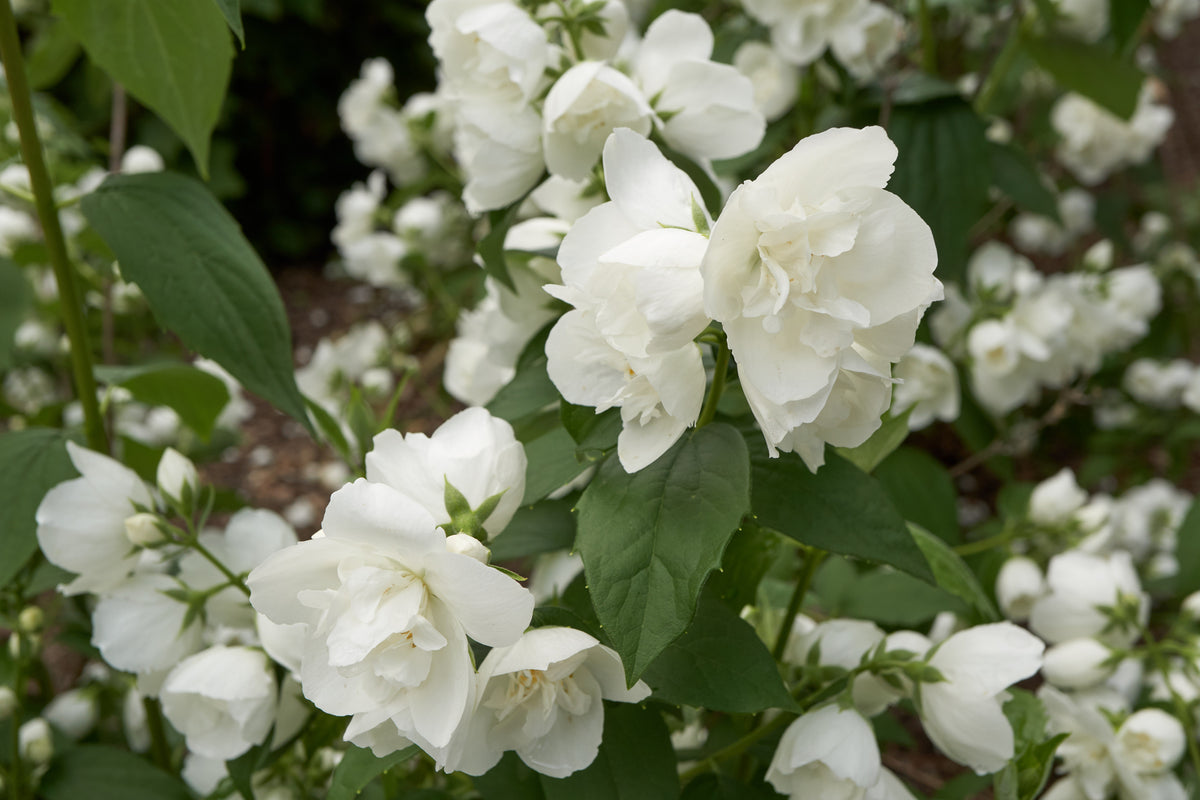 Quart - Philadelphus 'Snowbelle'