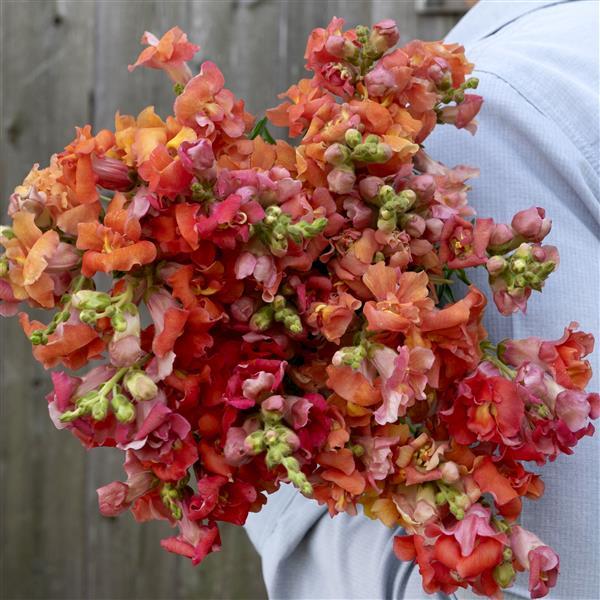 Snapdragon Madame Butterfly Bronze