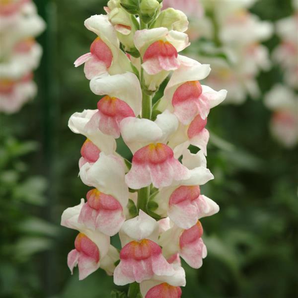 Snapdragon Potomac Appleblossom