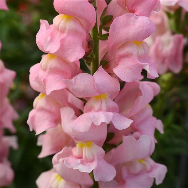 Snapdragon Rocket Pink