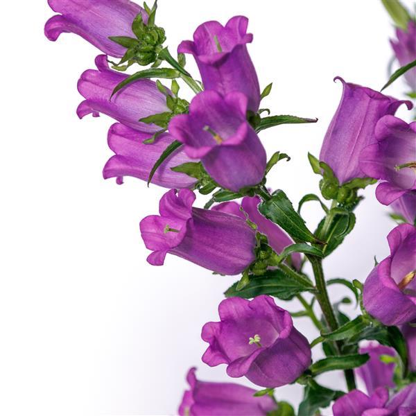 Campanula Champion Lilac II