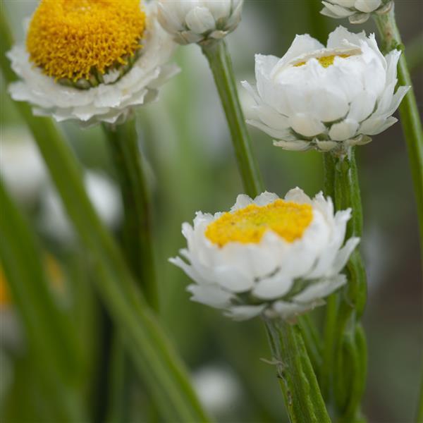 Ammobium Winged Everlasting