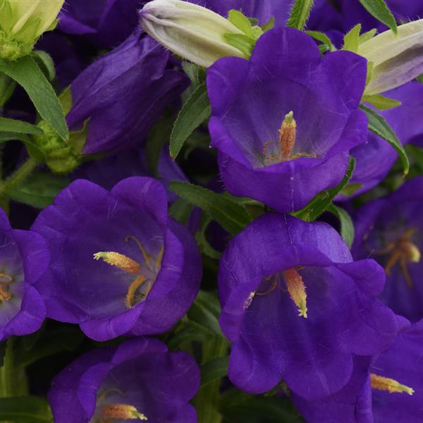 Campanula Campana Deep Blue