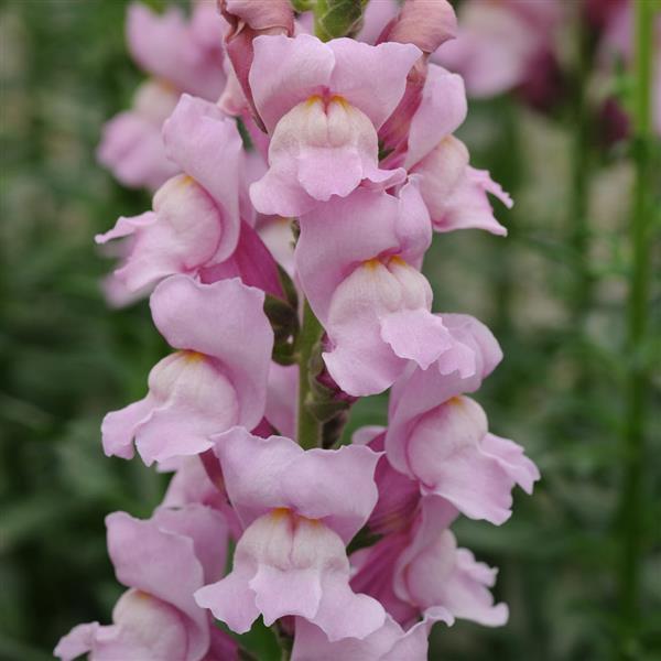 Snapdragon Potomac Lavender