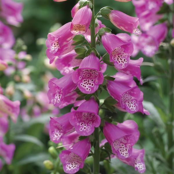 Foxglove Pink Panther