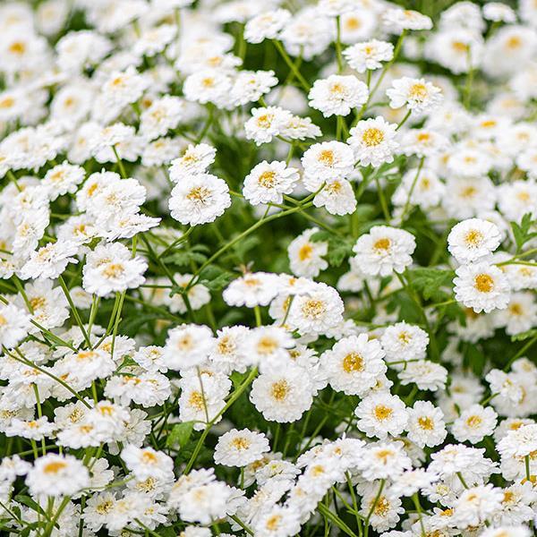 Feverfew Tetra White
