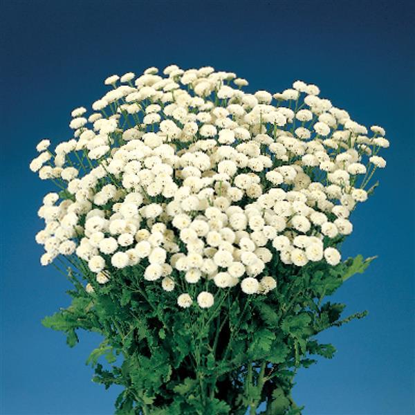 Feverfew Vegmo Snow