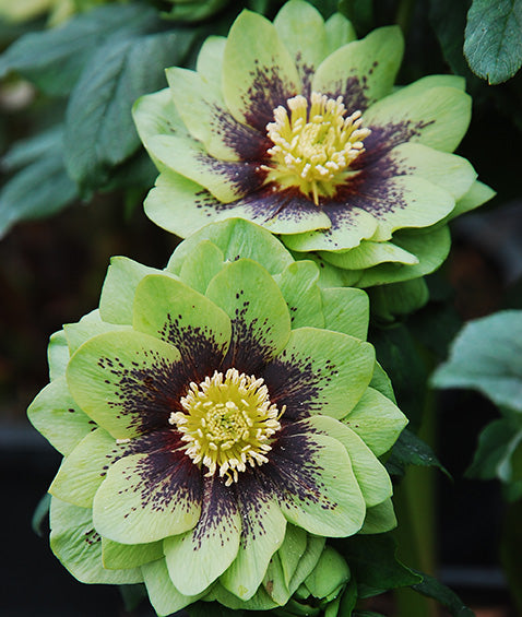 Hellebore 'Winter Jewels Jade Tiger'