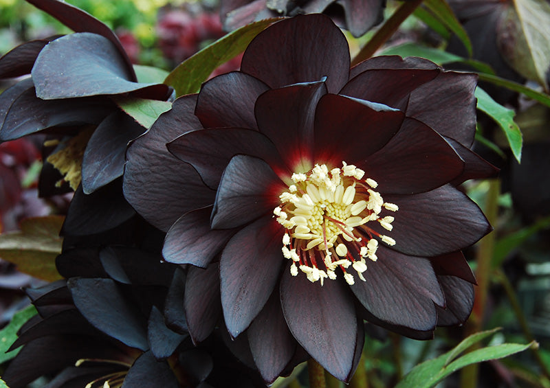 Hellebore 'Winter Jewels Onyx Odyssey'