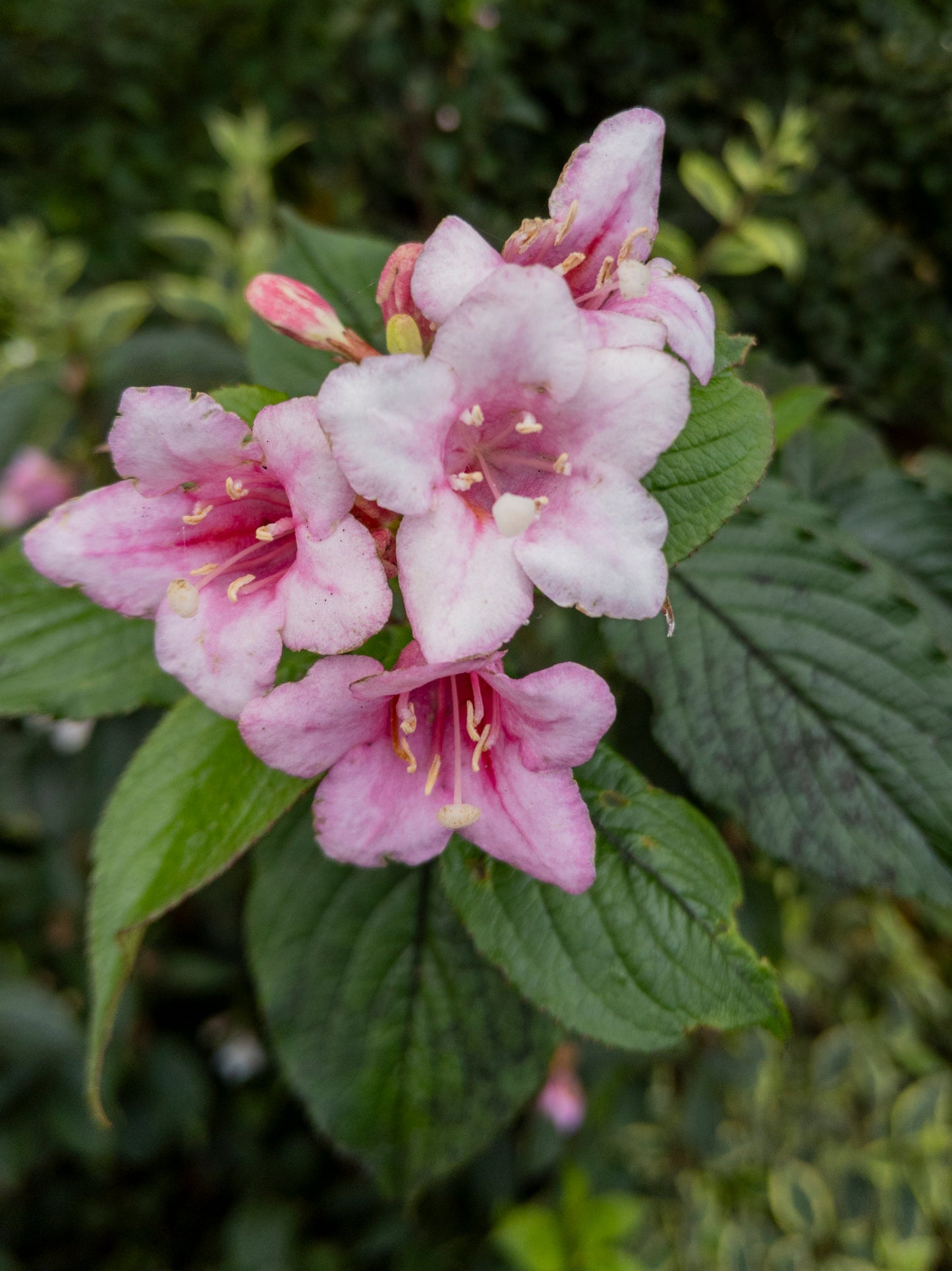 Quart - Weigela florida Polka