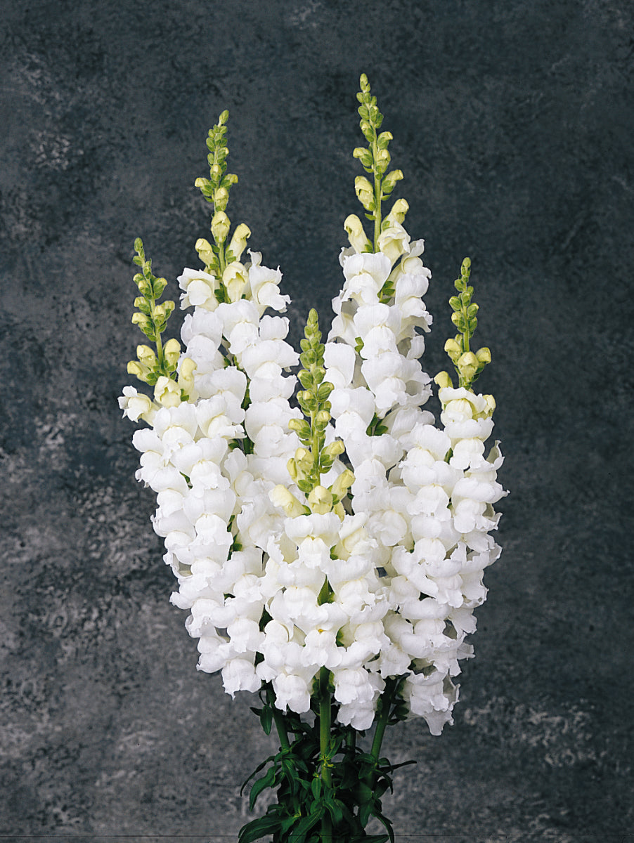 Snapdragon 'Monaco White'