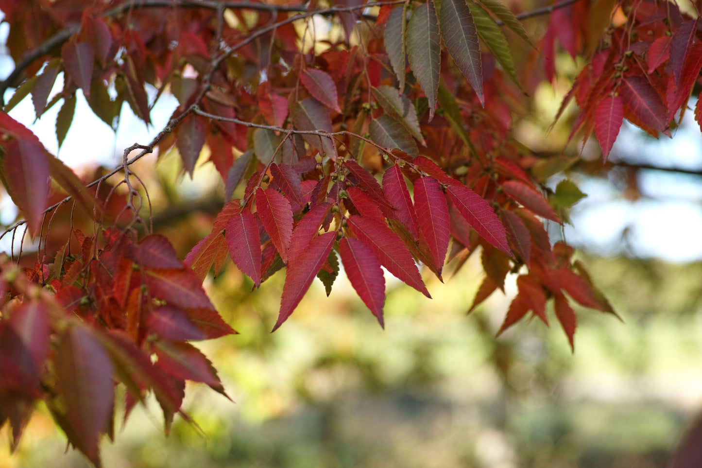 Quart - Zelkova
