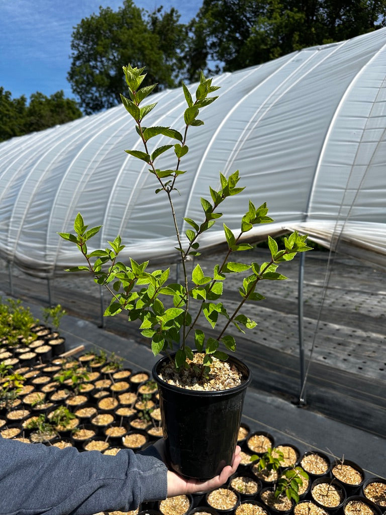 Shrub 1 Gallon Pots