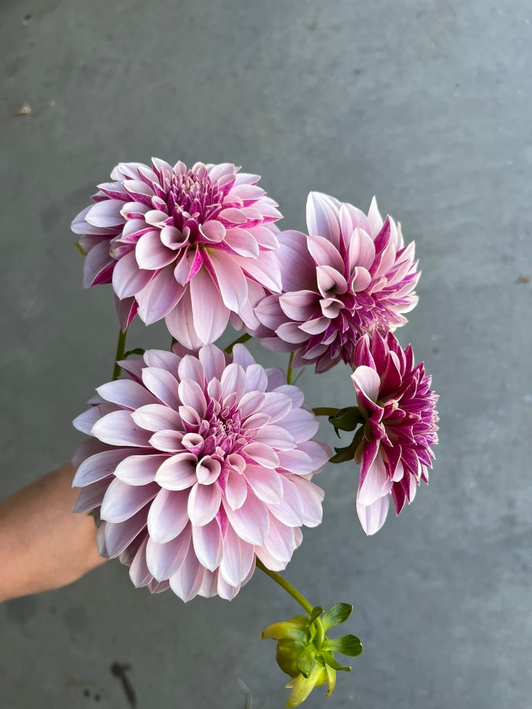 Dahlia Rooted Cuttings - Specialty