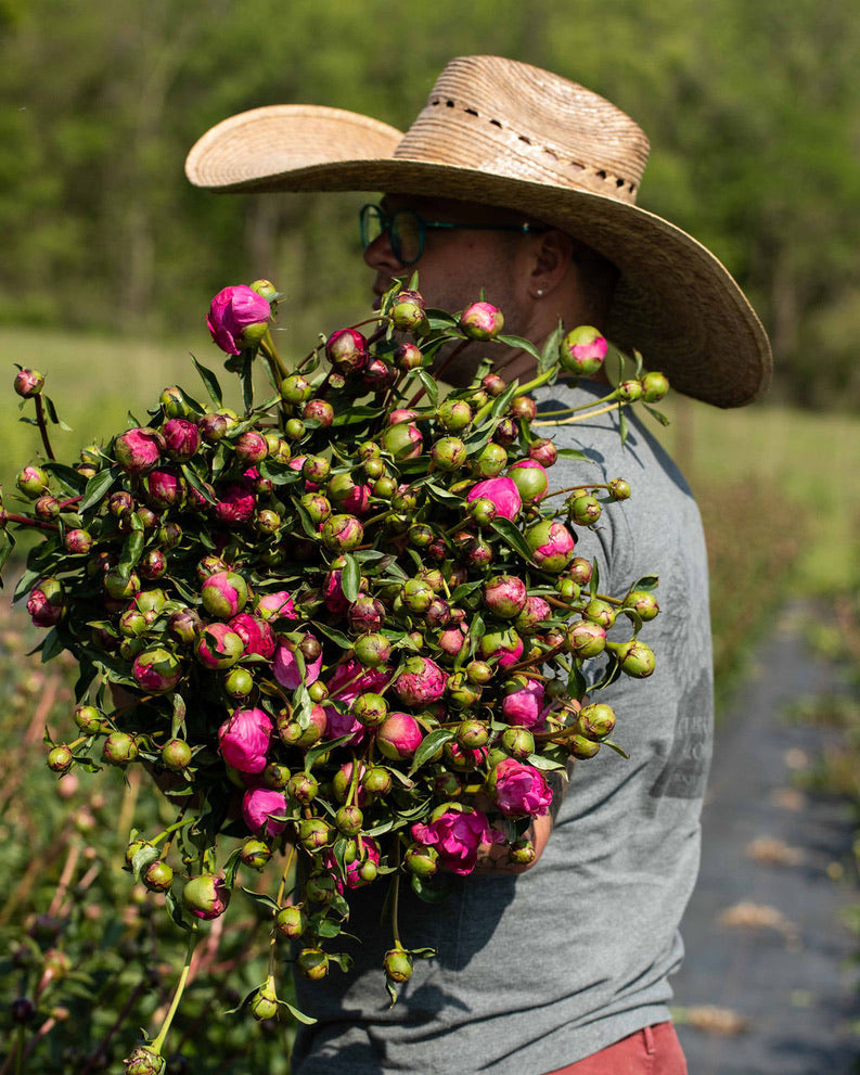 Peony Bare Roots