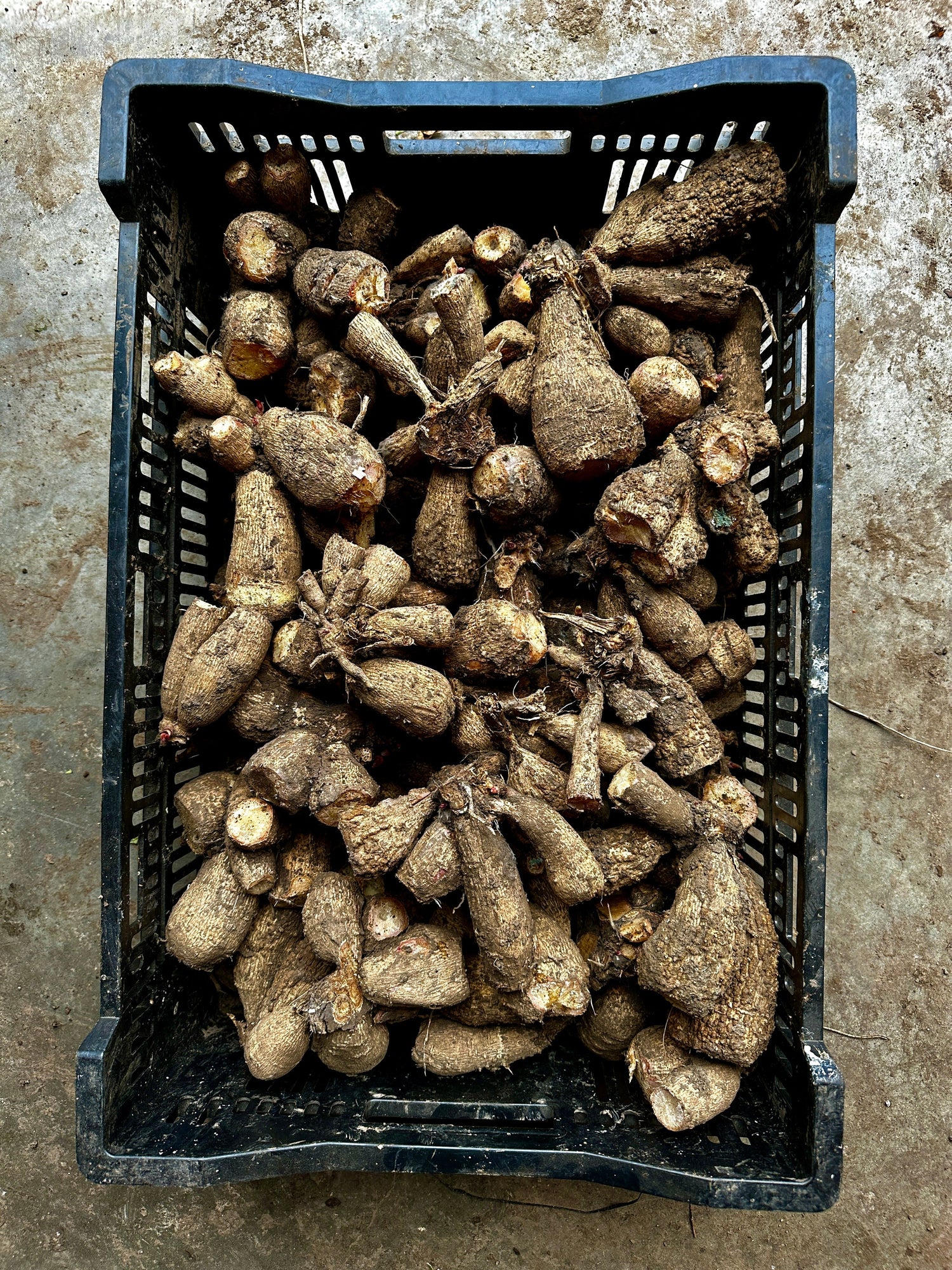 Dahlia Tubers- Bulk Crate Quantities