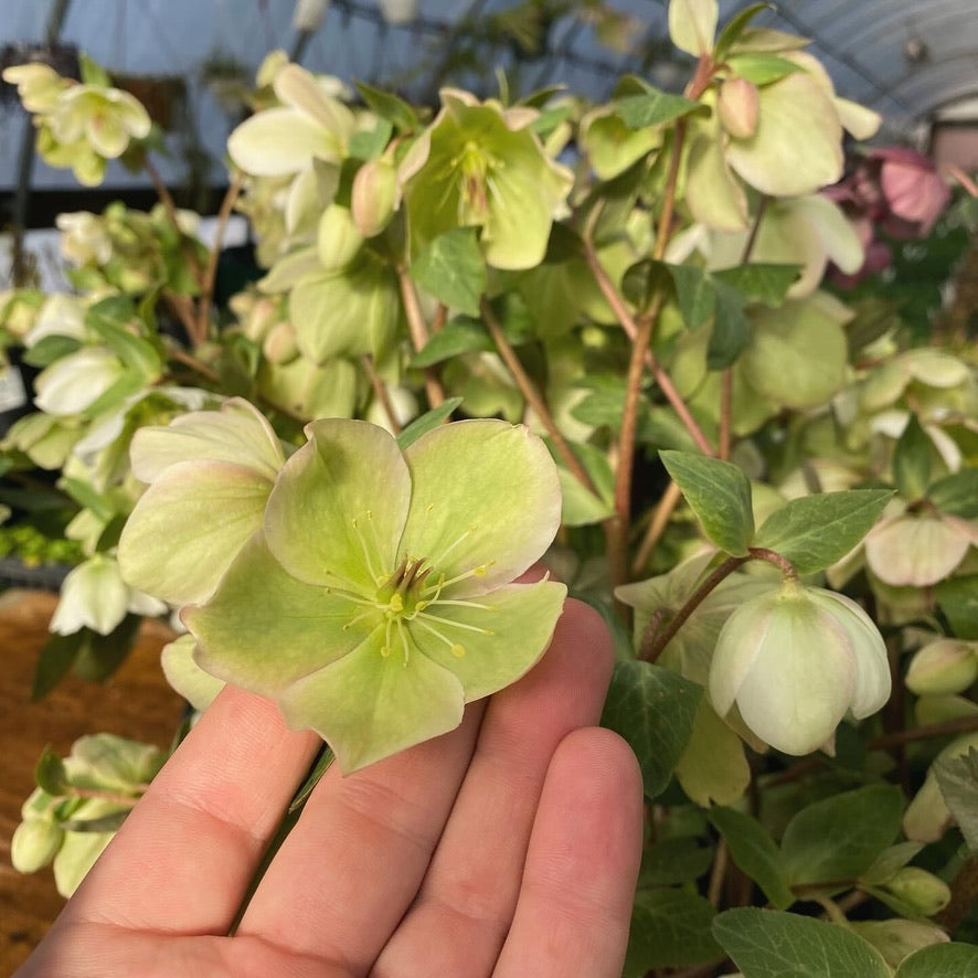 Hellebore Plants