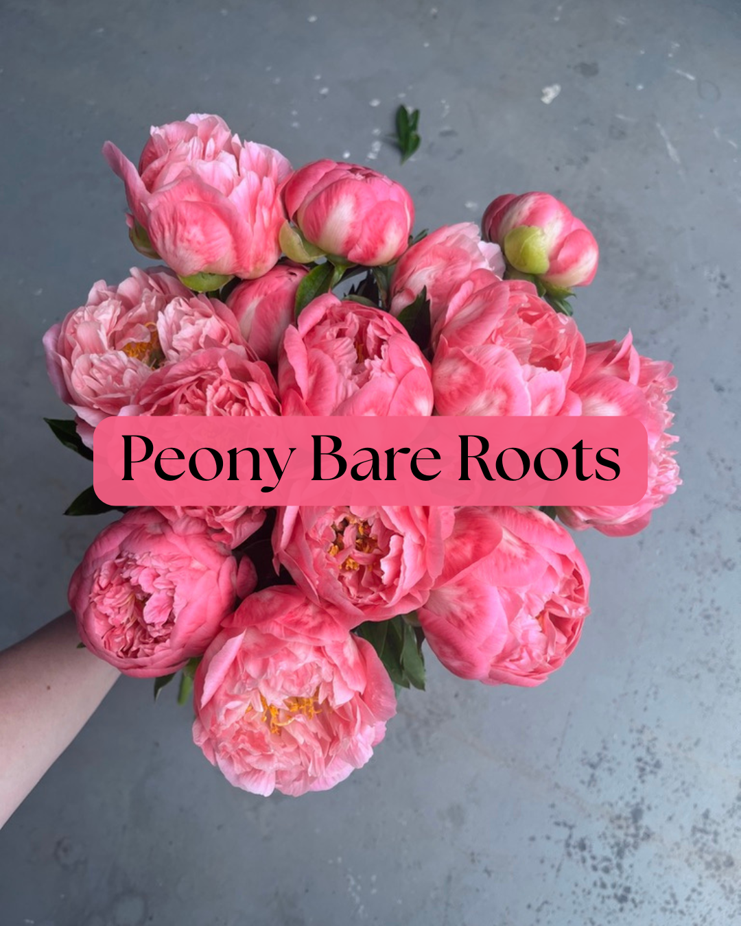 Peony Bare Roots