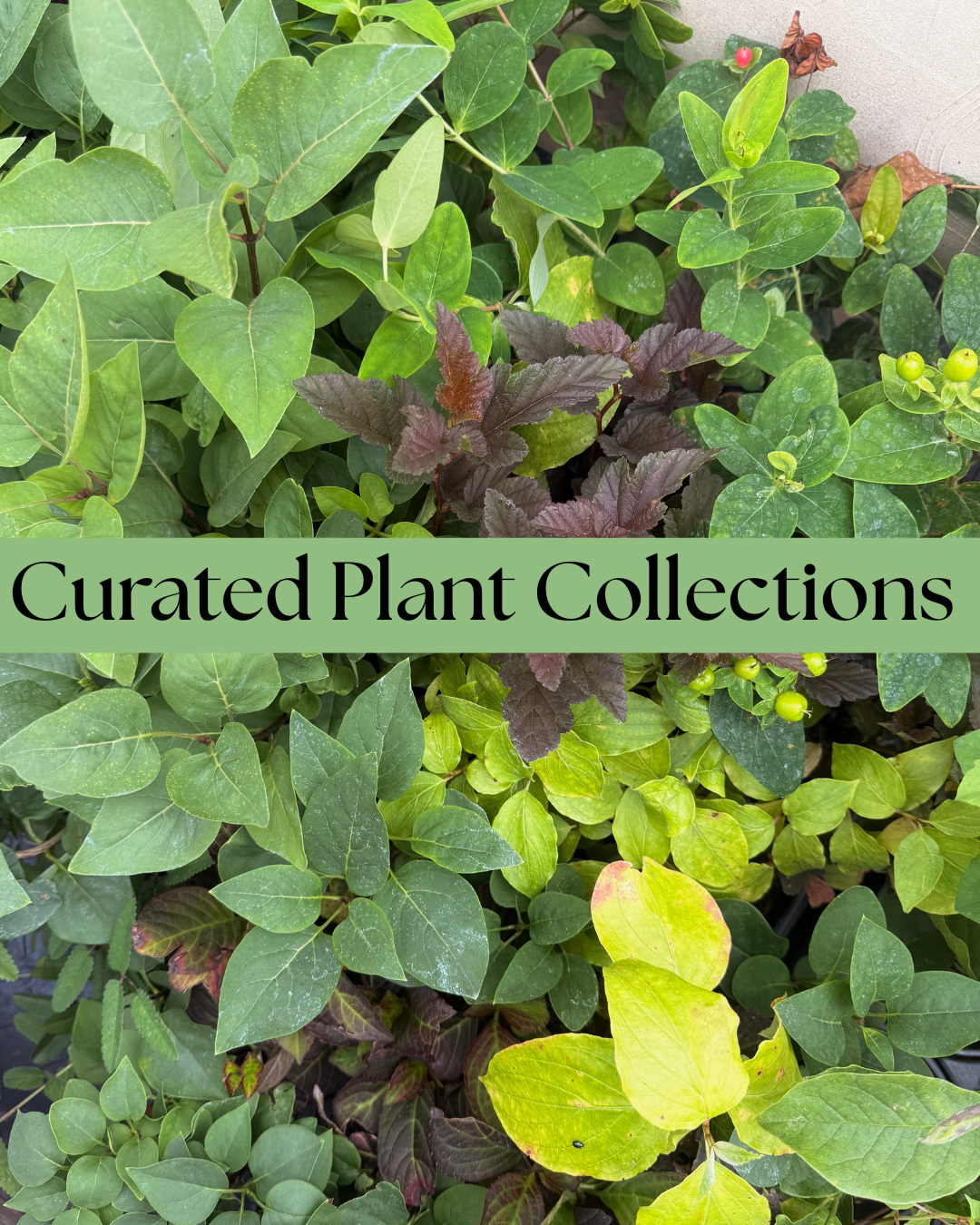 Curated Plant Collections