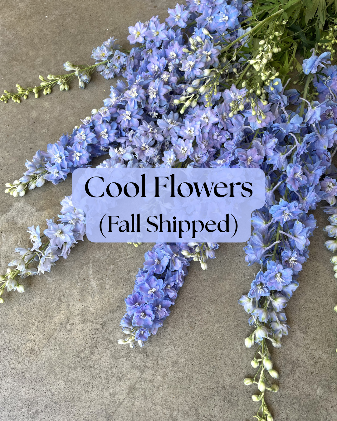 Cool Flowers (Fall Shipped)