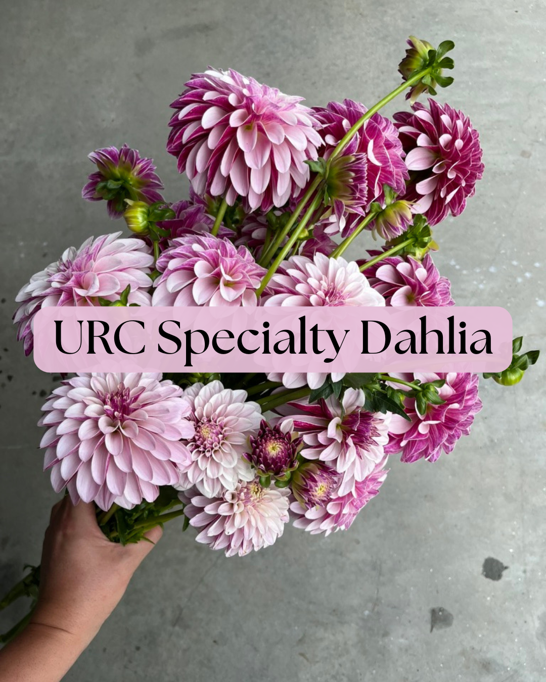 Unrooted Specialty Dahlia